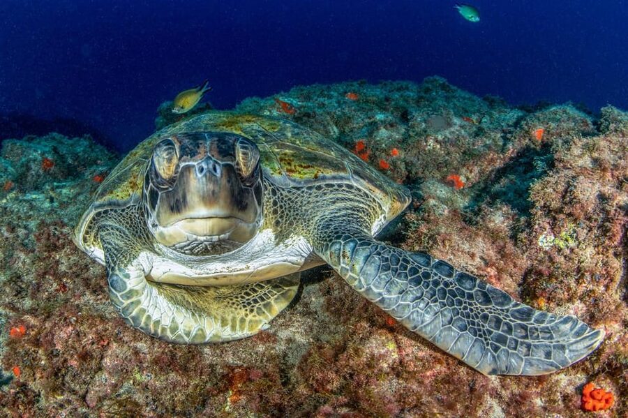 Tenerife: Scuba Diving Experience for Every Level - Training First: Briefing, Gear Checks, and Shallow-Water Skills