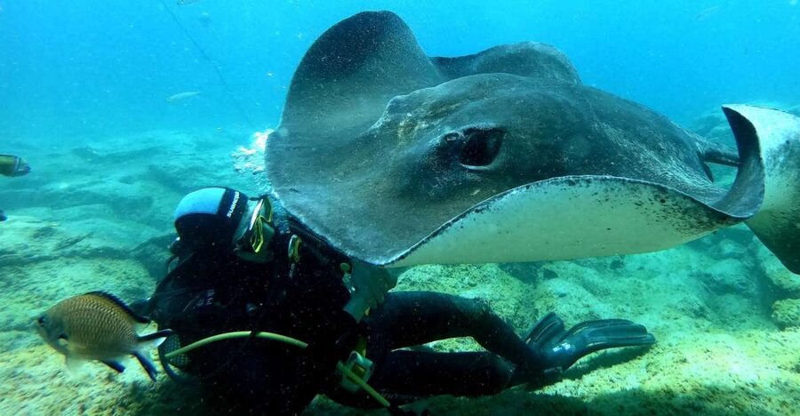 Tenerife: Scuba Diving for Certified Divers in Tenerife - Stop by stop: the real timeline of your trip