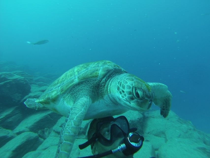 Tenerife: Scuba Diving for Certified Divers in Tenerife - Meeting, gear, and the “everything is ready” feeling