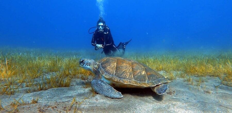 Tenerife: Scuba Diving Lesson and Abades Protected Area Dive - Abades in 3 Hours: The real payoff of this scuba lesson
