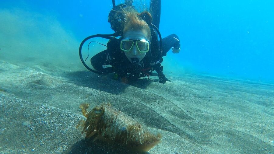 Tenerife: Scuba Diving Lesson and Abades Protected Area Dive - Your underwater plan: from training to wildlife spotting