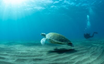 Tenerife: Scuba Diving Lesson and Abades Protected Area Dive - Meeting point at Scubadivepro: what to look for