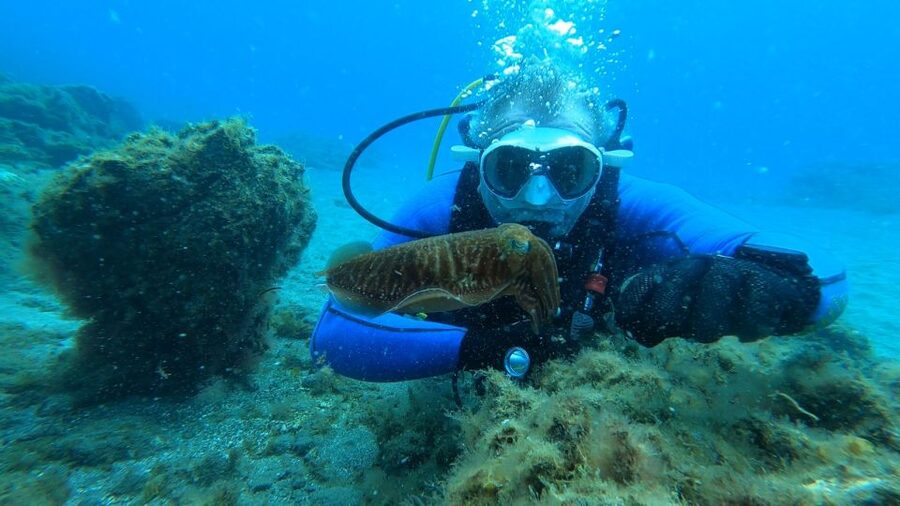 Tenerife: Scuba Diving Lesson and Abades Protected Area Dive - Wildlife you can actually hope to see in Abades