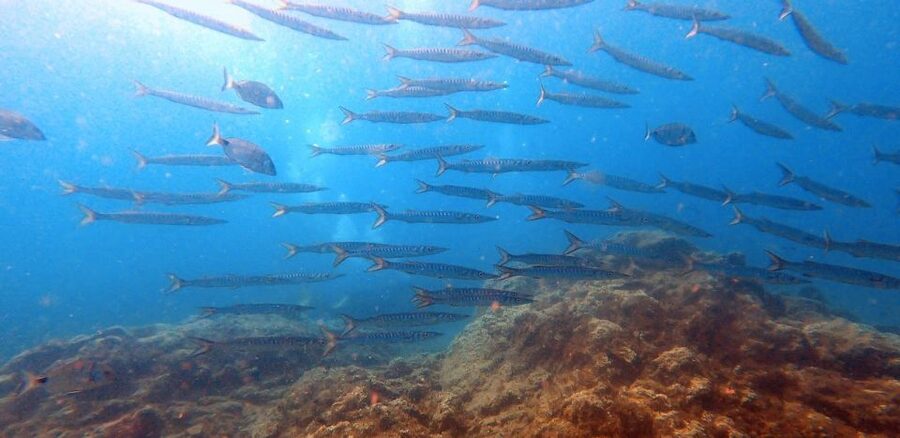 Tenerife: Scuba Diving Lesson and Abades Protected Area Dive - Max depth, timing, and the feel of a realistic lesson