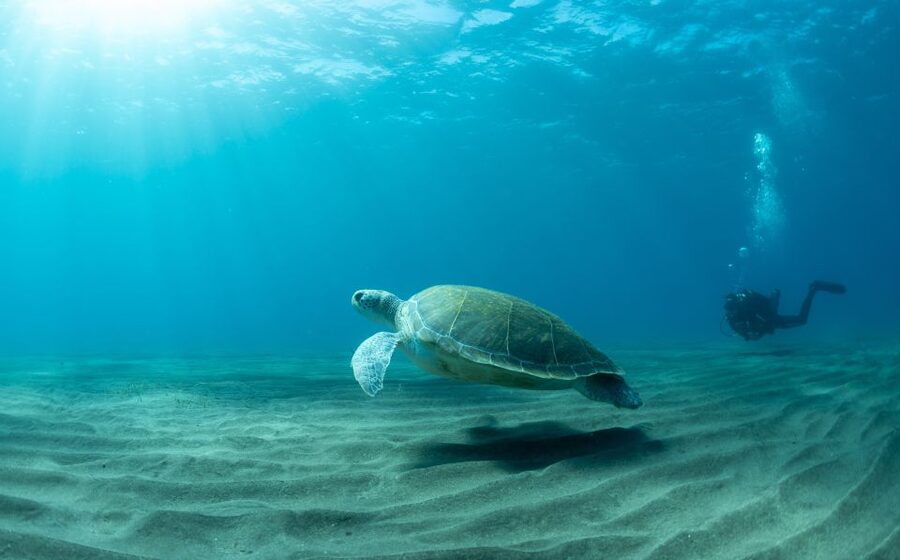 Tenerife: Scuba Diving Lesson and Abades Protected Area Dive - Meeting point at Scubadivepro: what to look for
