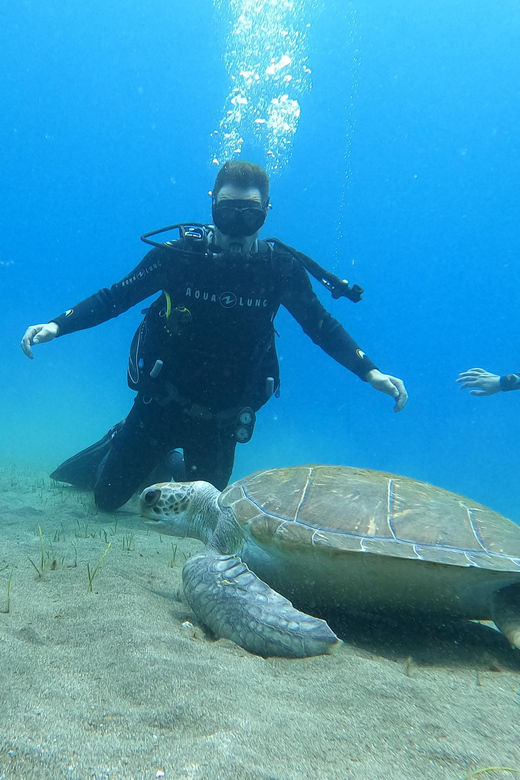 Tenerife south: Scuba Dive for beginners in Adeje - The 45 minutes underwater: what you’ll see and how it feels
