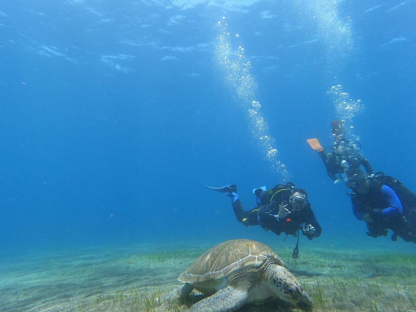 Tenerife south: Scuba Dive for beginners in Adeje - Price and value: what you’re paying for at about $100