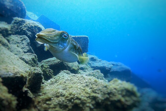 Tenerife Under The Sea - dive into 1-1 personalised experience - Key things that make this 1-1 Tenerife scuba session work