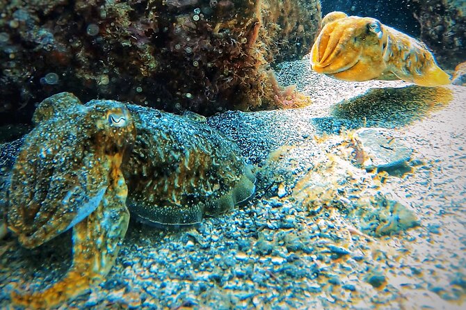 Tenerife Under The Sea - dive into 1-1 personalised experience - What the $65 price buys you (and what costs extra)