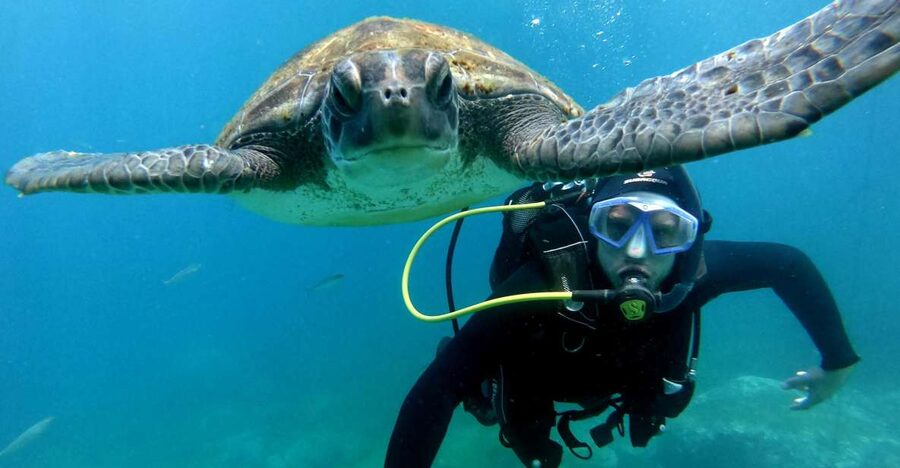 Tenerife: Your First Scuba Diving Experience in Turtle Area - Costa Adeje to your first real underwater moment