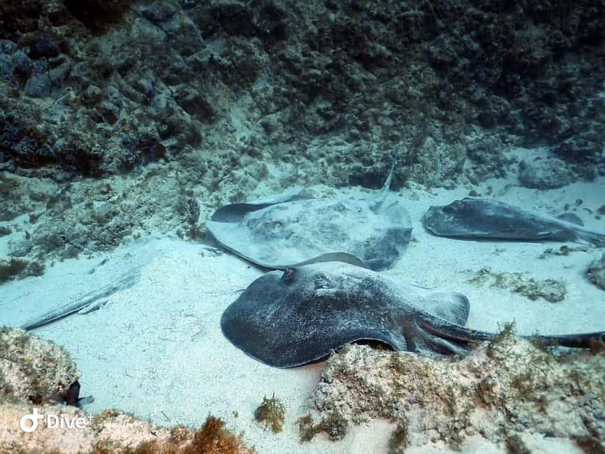 Tenerife: Your First Scuba Diving Experience in Turtle Area - Snorkeling safari right after: more time with sea turtles (if you get them)