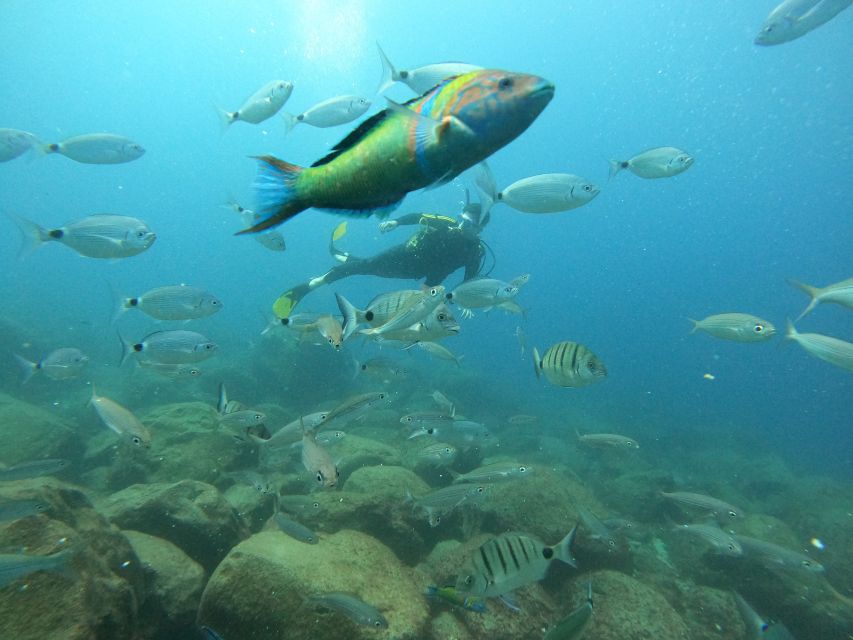 Tenerife: Your First Scuba Diving Experience in Turtle Area - Gear rules that can surprise you (glasses and masks)