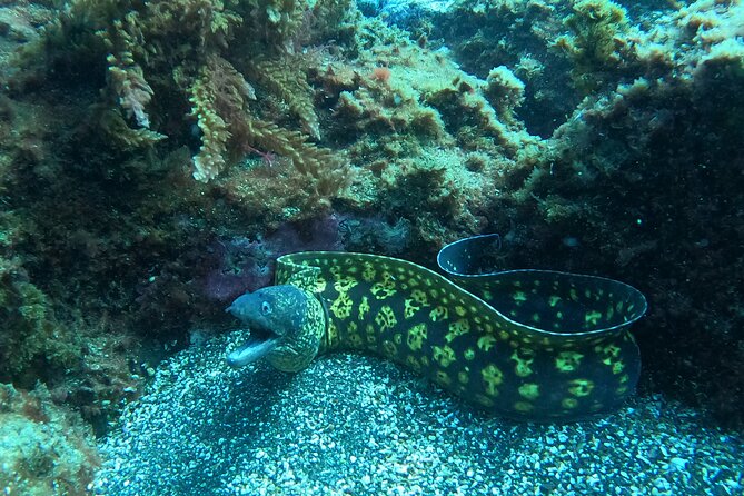 Terceira Azores: Scuba-Double dive Trip(certified Divers) - Terceira’s Two-Session Plan: Why This Format Works