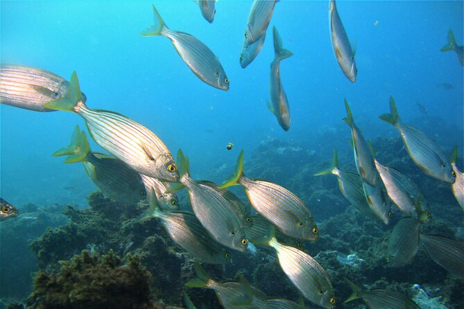 Terceira Azores: Scuba-Double dive Trip(certified Divers) - Start at Scubazores Divers: Where the Day Begins