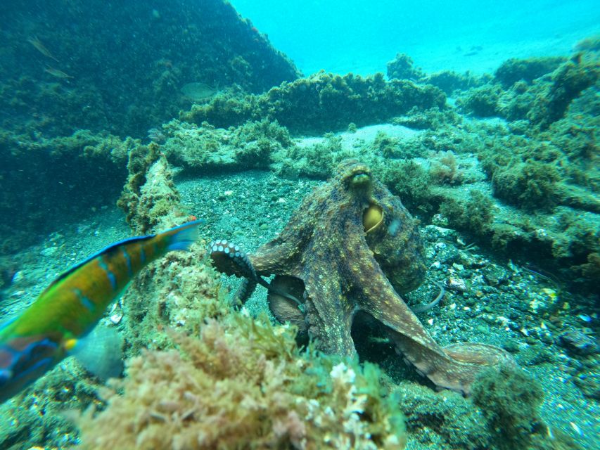 Terceira Island:Try Scuba in a Shipwreck-Archeological park - What to Bring for a Smooth Day on Terceira