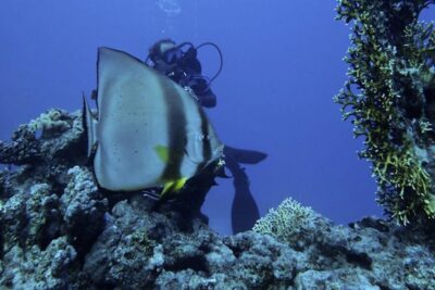 Tiran Island: Full-day Snorkeling, Diving Boat Trip - Pickup From Sharm: The moment that can make or break your morning