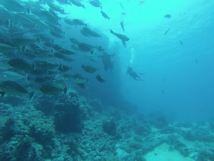 Tiran Island: Full-day Snorkeling, Diving Boat Trip - The reefs, fish life, and the shipwreck: what to look for underwater