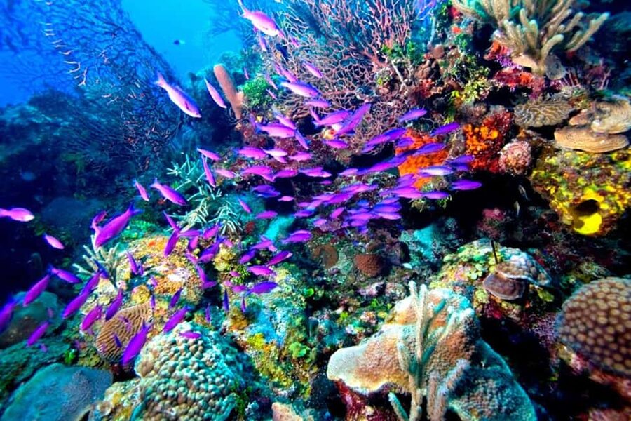 Tiran Island: Full-day Snorkeling, Diving Boat Trip - Equipment and guides: what’s included and what you should bring