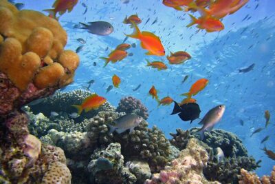 Tiran Island Full Day Snorkeling Sea Trip & intro dive 15 min - Sharm El Sheikh - The Two Snorkeling Stops: How to Get Better Than Average Reef Time