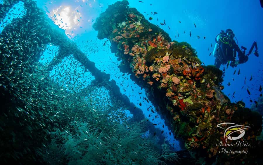Townsville or Magnetic Island: Yongala Wreck Dive Day Trip - Why the SS Yongala wreck is the star