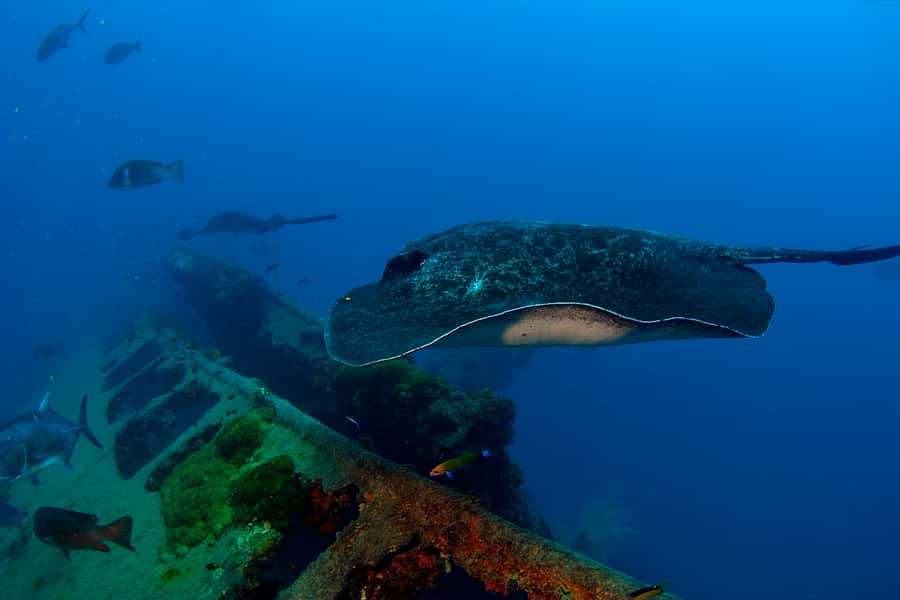 Townsville or Magnetic Island: Yongala Wreck Dive Day Trip - Second underwater session: how to make it count