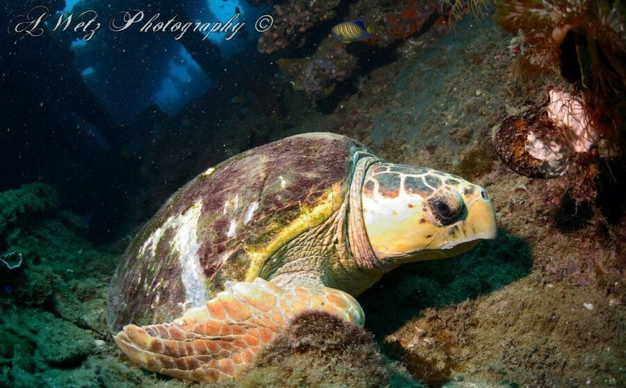 Townsville or Magnetic Island: Yongala Wreck Dive Day Trip - Price and value: what $346 really covers