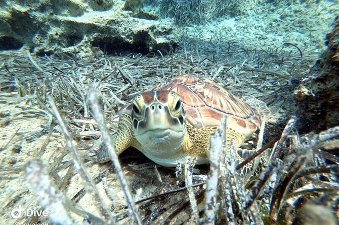 Try a Scuba Diving Experience - Price and Value: What $90.74 Buys You in Real Terms