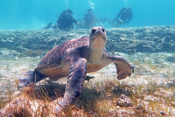 Try a Scuba Diving Experience - Who Should Book This Try-Scuba Experience (and Who Might Hesitate)