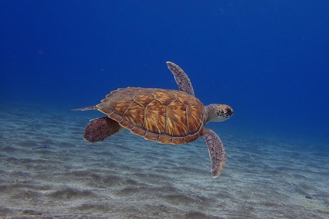 Try Dive in Abades Bay with a private instructor - Key highlights at a glance