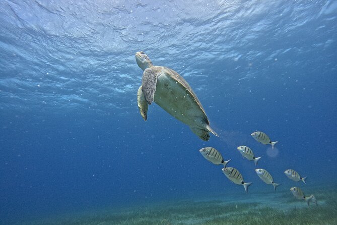Try Dive in Abades Bay with a private instructor - Why Abades Bay feels calmer than Tenerife’s tourist coast