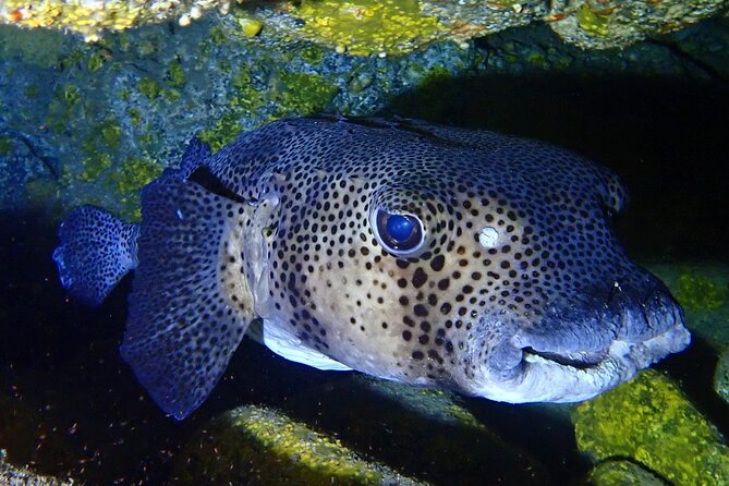 Try Dive in Abades Bay with a private instructor - Price and value: what you pay for (and what it covers)