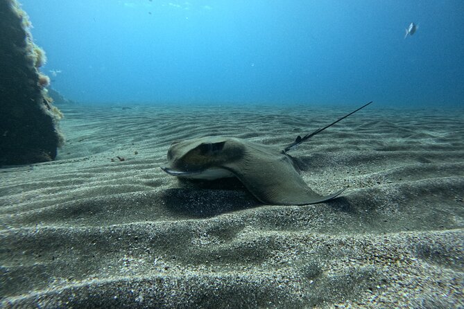 Try Dive in Abades Bay with a private instructor - Logistics that matter: pickup, timing, and real-world rules