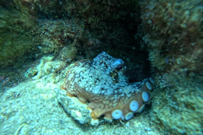 Try Dive in Abades Bay with a private instructor - Should you book this Abades Bay intro scuba session?