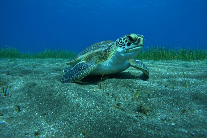 Try Dive in Abades Bay with a private instructor - What happens during the 3-hour intro session
