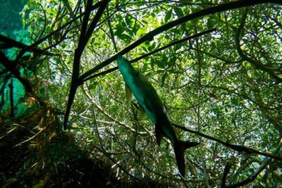 Try dive in beautiful Casa cenote for 2 people - Your first minutes: the briefing that makes scuba feel normal