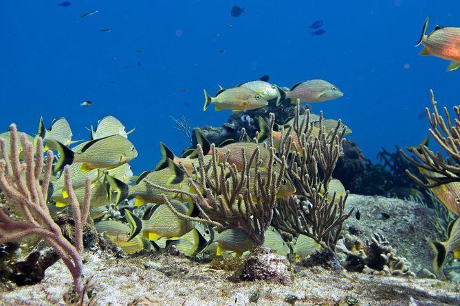 Try dive in Cozumel island - Playa del Carmen to Cozumel: the timing that matters