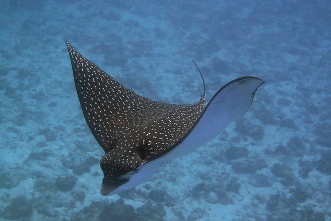 Try dive in Cozumel island - Shallow practice near shore: breathing and first skills before the reef