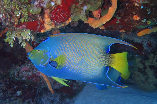 Try dive in Cozumel island - The briefing on land: safety, signals, and body basics