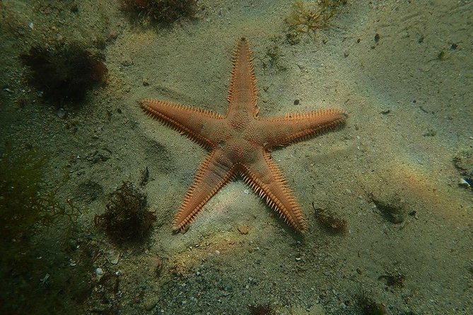 Try Dive Marine Reserve, Arrábida, Setúbal, Sesimbra, near Lisbon - Parque Natural da Arrábida: your main setting