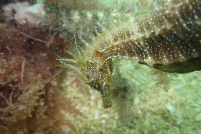 Try Dive Marine Reserve, Arrábida, Setúbal, Sesimbra, near Lisbon - The 2-hour underwater session: what it’s like in practice
