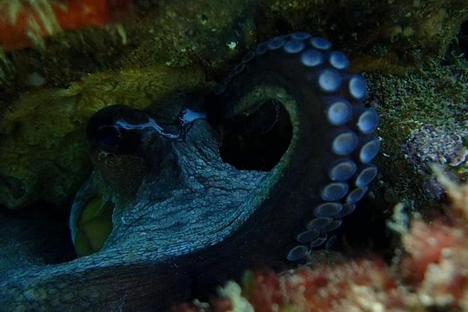 Try Dive Marine Reserve, Arrábida, Setúbal, Sesimbra, near Lisbon - Gear and insurance: what’s included and why it’s useful