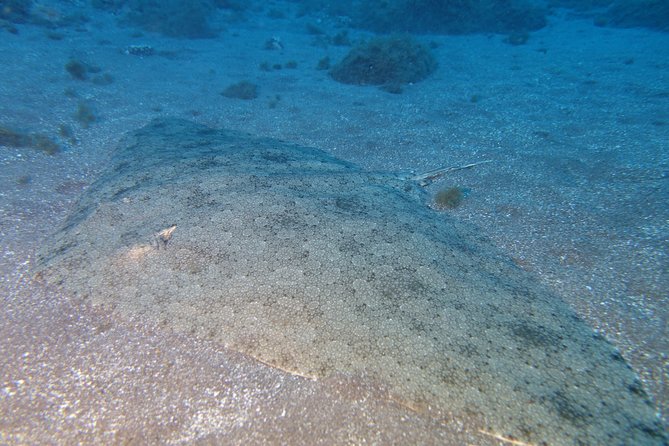 Try Dive - PADI Discover Scuba Diving in Tenerife - Your instructor-led flow: from briefing to in-water skills