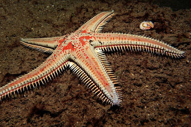 Try Dive - PADI Discover Scuba Diving in Tenerife - Small group size (up to 8) means you stay human