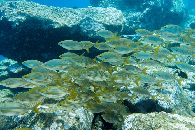 Try Dive - PADI Discover Scuba Diving in Tenerife - Who this is best for (and who should think twice)