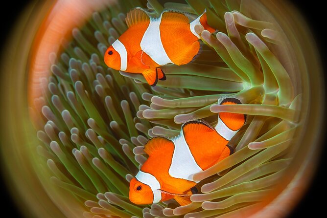Try Dive Program in the Biorock Pemuteran - First-Time Underwater Training at Biorock Pemuteran