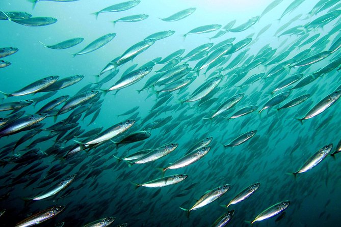 Try diving, breathing underwater Lisbon region - Intro Scuba Off Sesimbra: A First Breath Underwater