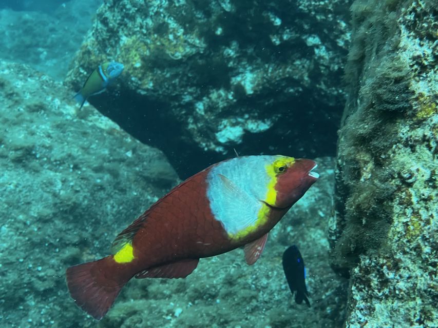 Try diving for the first time in turtle area - Private Group Coaching With Andres and Natalie
