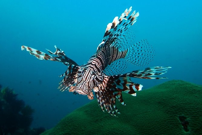 Try Diving in Blue Lagoon Padangbai Bali for non-certified divers - Padangbai Blue Lagoon: why this part of Bali fits beginners