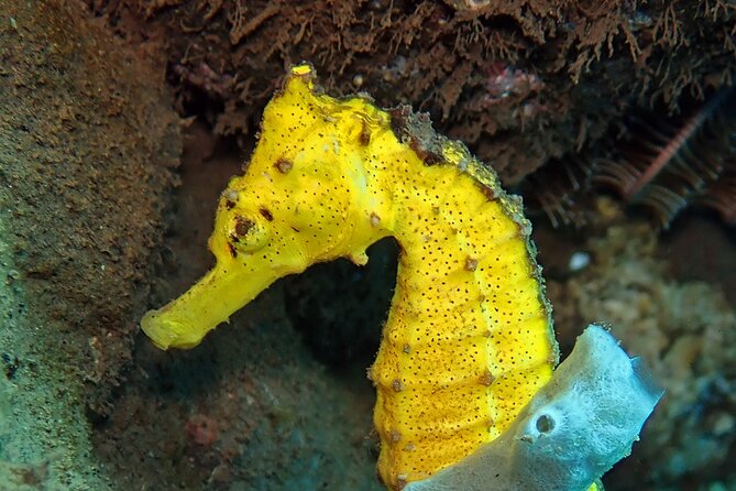 Try Diving in Blue Lagoon Padangbai Bali for non-certified divers - The morning plan: pickup, Wi‑Fi van time, and the Padangbai approach