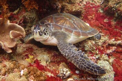 Try Diving in Blue Lagoon Padangbai Bali for non-certified divers - Price and value: what $180 covers in real terms